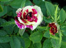 Simsalabim rose photo