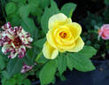 Simsalabim rose photo