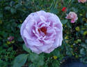 Singin' The Blues rose photo