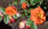 Patio Flame rose photo