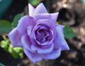 Ernest's Blue rose photo