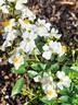 Frigga rose photo