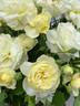 Margarette Golding rose photo