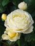 Margarette Golding rose photo