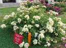 August Deusser rose photo