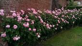 VISbonpa rose photo