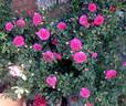 Sir John Betjeman rose photo