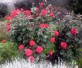 Kardinal 85 ™ rose photo