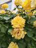 Goldmarie 82 rose photo