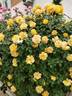 Goldmarie 82 rose photo