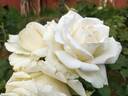 Tineke rose photo