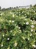 Polar Ice ® rose photo