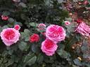 Mary Ann rose photo
