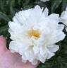 La Rosière peony photo