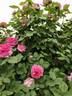 Madame Joseph Bonnaire rose photo