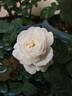 Fair Bianca ® rose photo