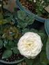 Fair Bianca ® rose photo