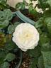 Fair Bianca ® rose photo