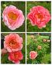 Coral Sunset peony photo