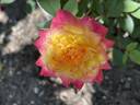 Woodstock rose photo