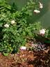 The Ingenious Mr. Fairchild rose photo