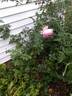 The Ingenious Mr. Fairchild rose photo