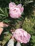 Polonez peony photo