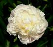 Baroness Schroeder peony photo