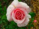 Duet Supreme rose photo
