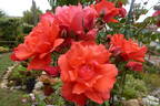 Blaze of Glory rose photo