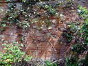 Devoniensis, Climbing rose photo