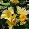 Butter rose photo