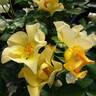 Butter rose photo