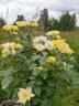 Butter rose photo