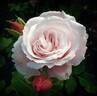 Queen of Warsaw ® rose photo
