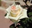 Pasadena Star rose photo