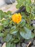 MEIgold rose photo