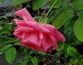 Prairie Breeze rose photo