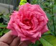 Prairie Breeze rose photo