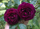 Dakota Redwing rose photo