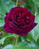 Dakota Redwing rose photo