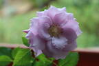 12-21-02 rose photo