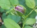 18-21-01 rose photo