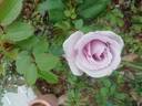 18-21-01 rose photo