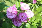 35-17-10 rose photo
