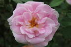 11-21-02 rose photo