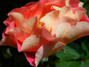 10-17-06 rose photo