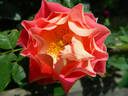 10-17-06 rose photo