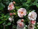 64-16-01 rose photo