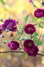 CHEwpurplex rose photo